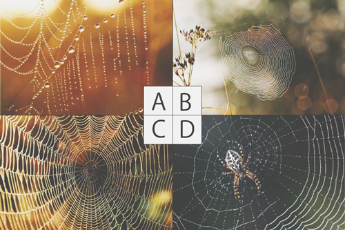 【心理テスト】思い浮かべた「クモの巣」でわかる、あなたのネチネチ粘着度