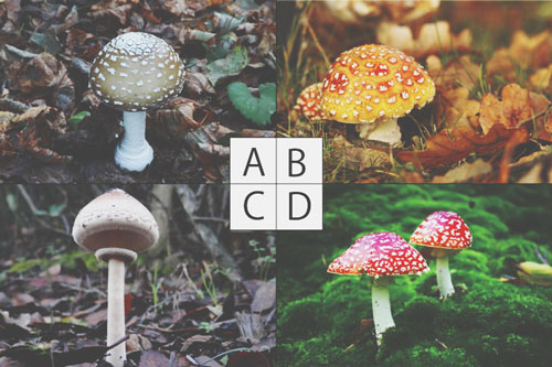 【心理テスト】あなたはどんな悪い女？　毒キノコでわかる悪い女タイプ