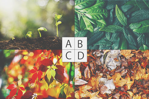 【心理テスト】気分にぴったりの葉っぱはどれ？　答えでわかる今の精神状態