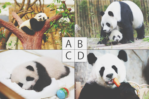 【心理テスト】どのパンダがかわいい？　答えでわかる母性本能をくすぐる男性タイプ