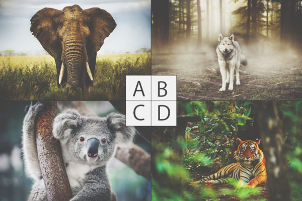 【心理テスト】人間の言葉を話せる動物は？　答えでわかるあなたが求める真実の友達