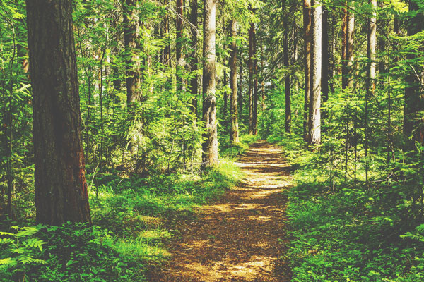 【心理テスト】山で出会った動物はどれ？　答えでわかるあなたの中で眠っている才能