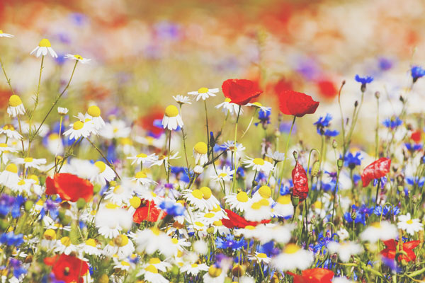 12星座【野に咲く花にたとえると】獅子座はヤマユリ、水瓶座はヘビイチゴ！