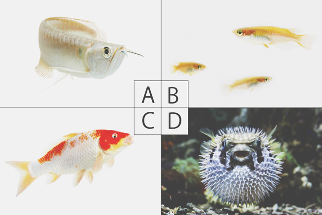 【心理テスト】目があった魚はどれ？　答えでわかるリフレッシュできるGWイベント