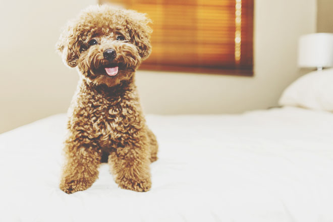 ペットの気持ちを占う　そまり百音が幻の占術「天津金木」で鑑定