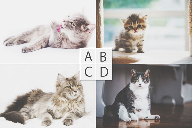 【心理テスト】犯人はどの猫？　答えでわかる、あなたが判断ミスをしてしまうワケ