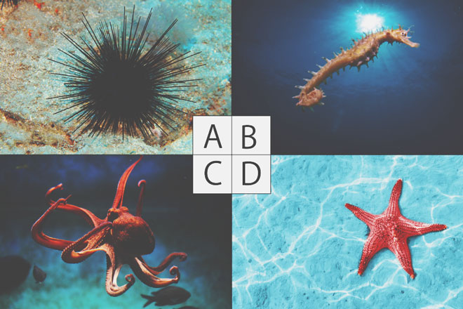 【心理テスト】神秘の海洋生物が導く、この夏、あなたが目覚めさせる力