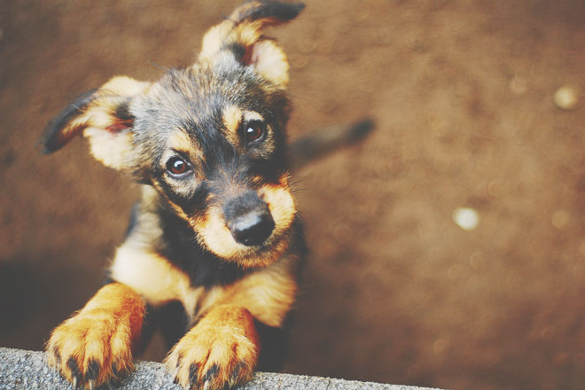 【心理テスト】犬になったあなた、どんな生活をしている？　答えでわかる結婚願望