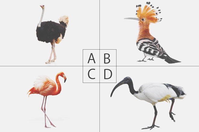 【心理テスト】恋を浮かべて選んだ鳥でわかる、あなたの恋に対する忠告