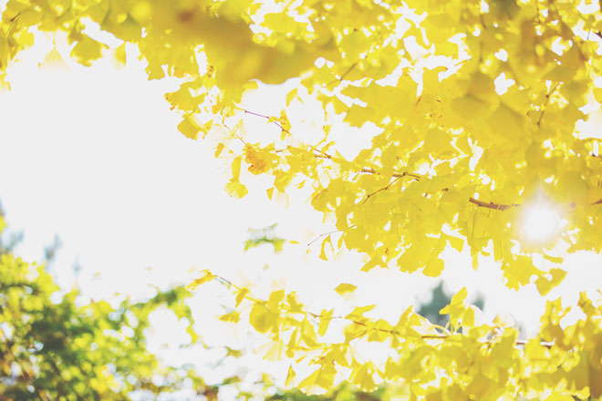 【11月の開運壁紙】恋愛運は「イチョウ」、仕事運は「遺跡」の写真で運気アップ！