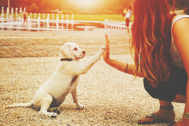 【心理テスト】犬になったあなたの飼い主は誰？　答えでわかる慕う上司タイプ