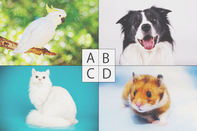 【心理テスト】2018年の自分を動物にたとえると？　答えでわかる2019年に抑えるべき煩悩