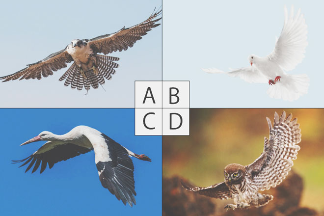 【心理テスト】迷路にあらわれた鳥はどれ？　答えでわかる苦境を抜け出す方法