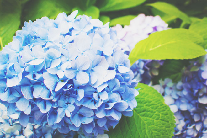 アジサイを逆さに吊るすと金運を呼ぶ！　花が持つ開運パワー【初夏の花編】　