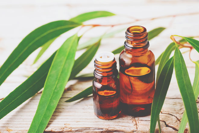 12星座【2019年夏のハッピーアロマ】双子座はローズマリー、乙女座はユーカリ！