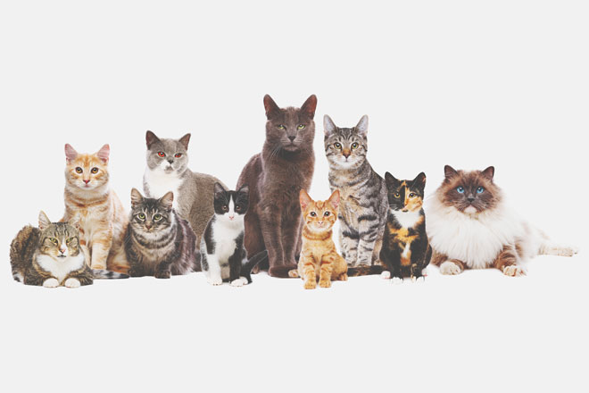 【心理テスト】懐いてきた猫はどれ？　答えでわかる相性のいい同性タイプ