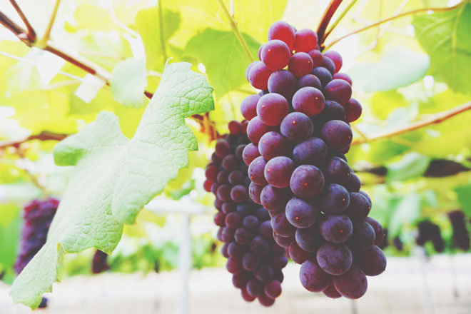 【9月の開運方位】ラッキー方位は「西」、秋の味覚・フルーツ狩りに出かけよう！