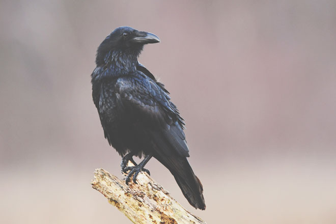 【夢占い】よくも悪くも転機になるカラスの夢　群れで飛んでいる夢はアクシデントの予感　
