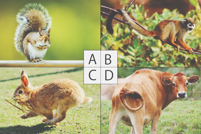 【心理テスト】生えたらいいなと思うしっぽは？　答えでわかる無意識に求めているもの