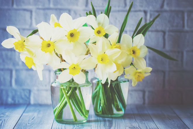 スイセンを飾れば自分に自信がもてる　部屋に飾りたい開運パワーを呼び込む花