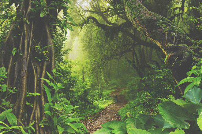 【夢占い】ジャングル探検の夢は実力を高めるチャンス！　ジャングルの夢が暗示すること