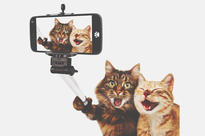 【一言診断】写真の中の猫が一言！　答えでわかる自分大好き度