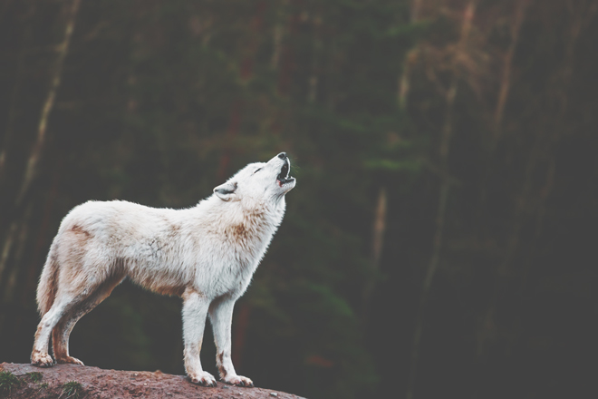 12星座【一匹狼】ランキング　牡羊座は周囲を振り払いながら我が道を突き進む一匹狼！