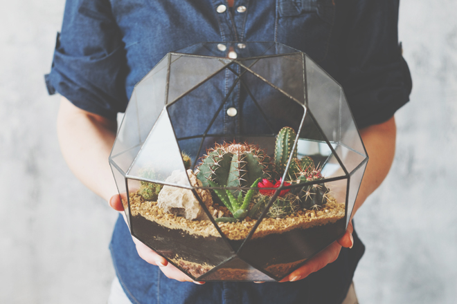 12星座【オススメガーデニング】牡羊座はサボテン、天秤座はミニバラを育ててみよう！