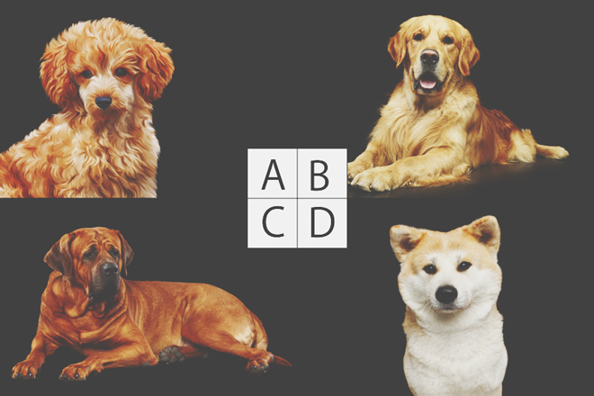 【心理テスト】あなたの元にこない犬はどれ？　答えでわかる、あなたが苦手とする友人タイプ