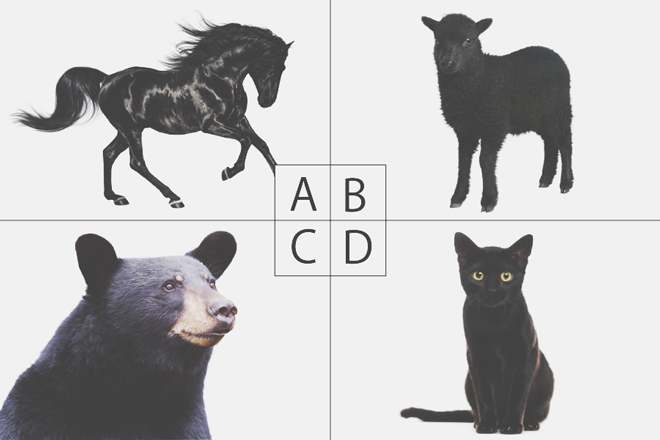 【色×コト占い】「黒」からイメージする動物は？　答えでわかる、あなたが秘めている能力