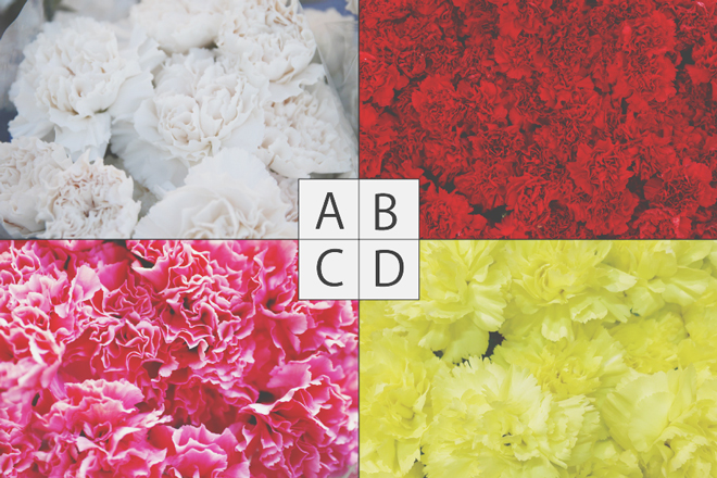 【心理テスト】母の日に贈りたいカーネーションは？　答えでわかる母親への気持ち