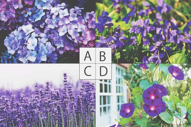 【色×コト占い】「紫」の花、最も惹かれるものはどれ？　答えでわかる癒やし必要度