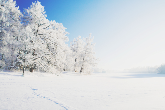 【心理テスト】雪原にあらわれた動物でわかる、あなたが忘れた純粋な気持ち