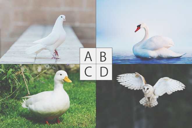 【色×コト占い】「白い羽根」で連想した鳥は？　答えでわかる、あなたへの天界からのメッセージ