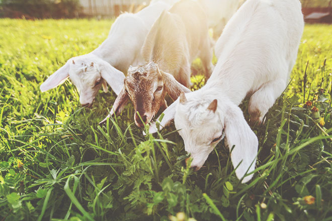 【5月の開運壁紙】恋愛運は「きなこもち」、健康運は「ヤギ」の画像で運気アップ！