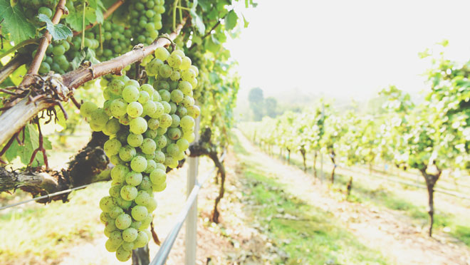 【9月の開運方位】吉方位は「北東」、高台のフルーツ園に行くと吉！