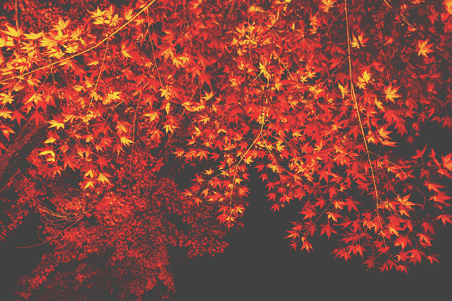 【10月の開運方位】吉方位は「南」、ライトアップされた紅葉が吉！