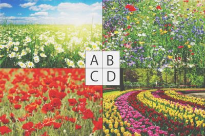 【心理テスト】お花畑と聞いて思い浮かべる情景は？　答えでわかるあなたの妄想力