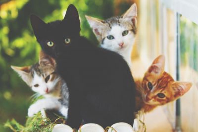 【夢占い】黒猫の夢は幸運が訪れる予感！　猫の夢が暗示すること　