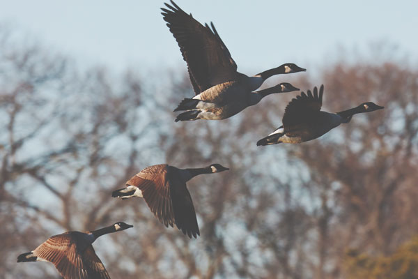 【心理テスト】飛んで行った鳥の数と方角でわかる、近いうちに入る報せと吉凶