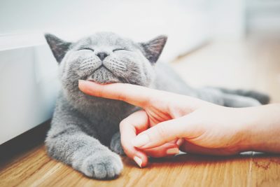 12星座【猫っぽい】ランキング　蟹座は気分次第で相手を振りまわす猫のような人！