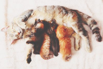 【夢占い】動物が出産する夢は幸運が舞い込む予感！　出産の夢が暗示すること